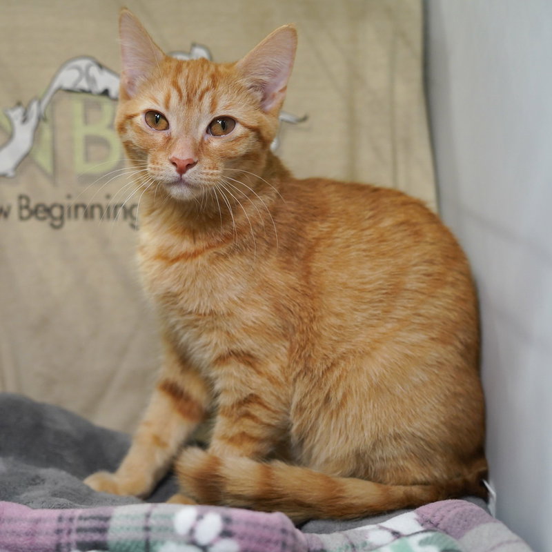 Murphy, a male Tabby kitten up for adoption