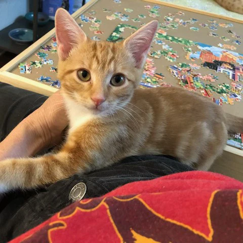 Archie