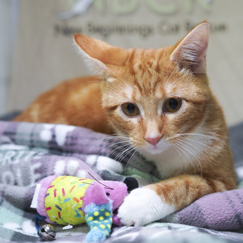 Archie, a male Tabby kitten up for adoption