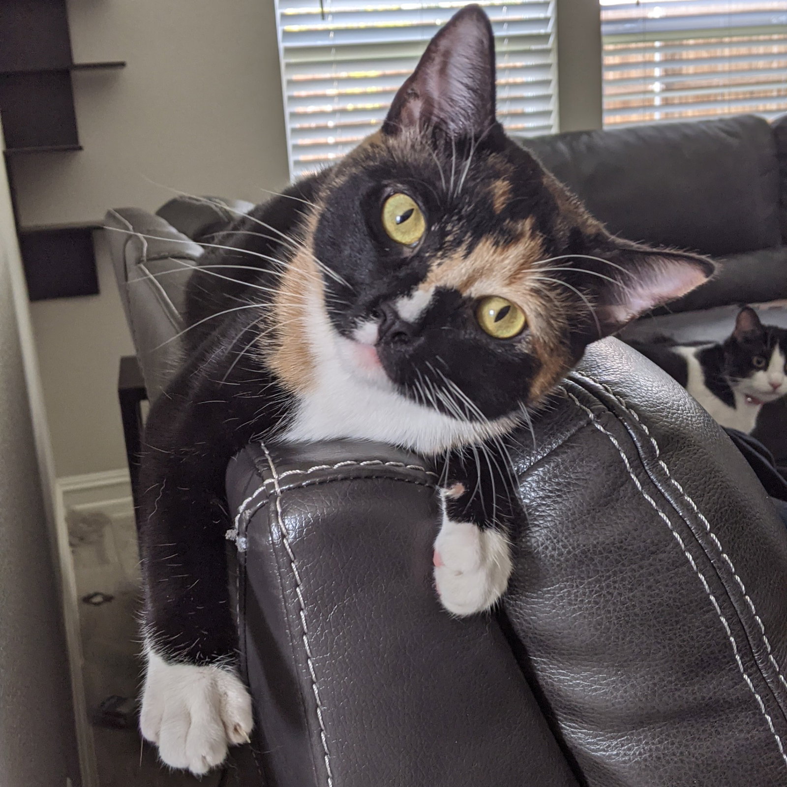 Josie, Tortoiseshell