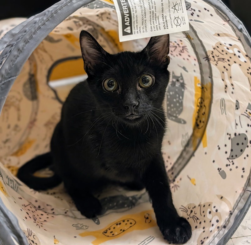 Uno Short, a male kitten up for adoption