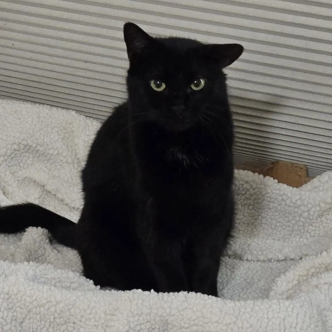 Harper - Domestic Short Hair