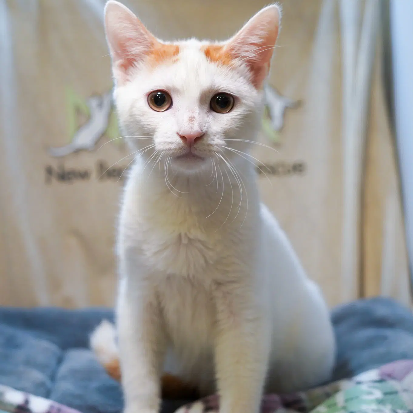Palmer - Tabby