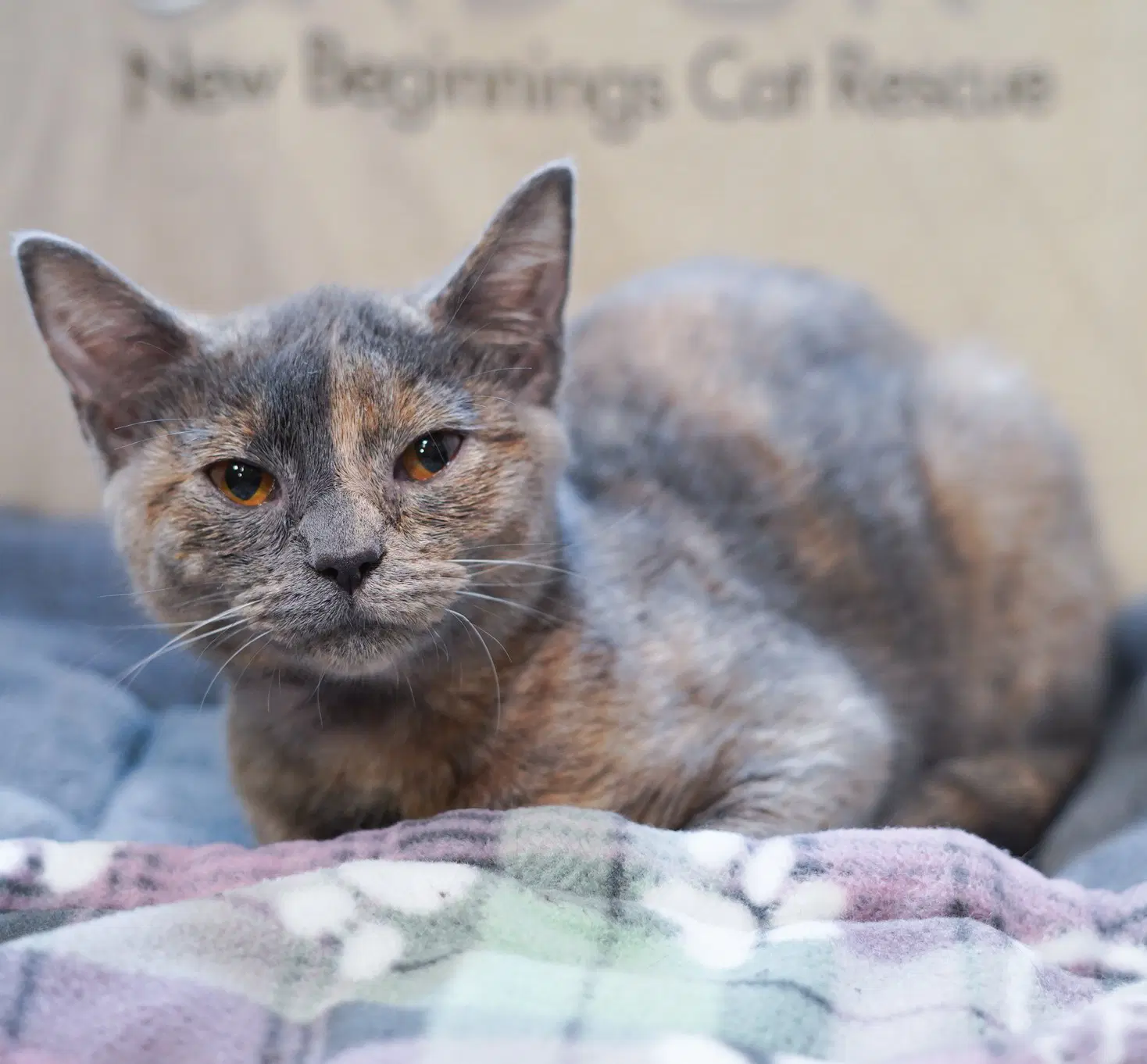 Harlow - Dilute Tortoiseshell
