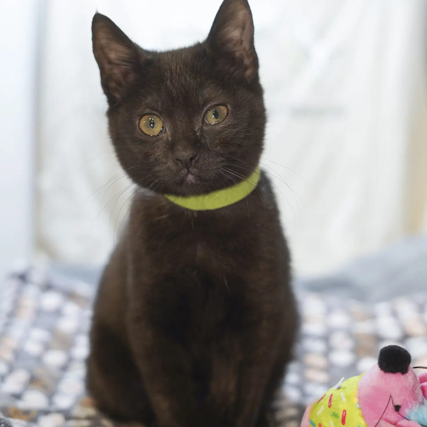 Midori - Domestic Short Hair