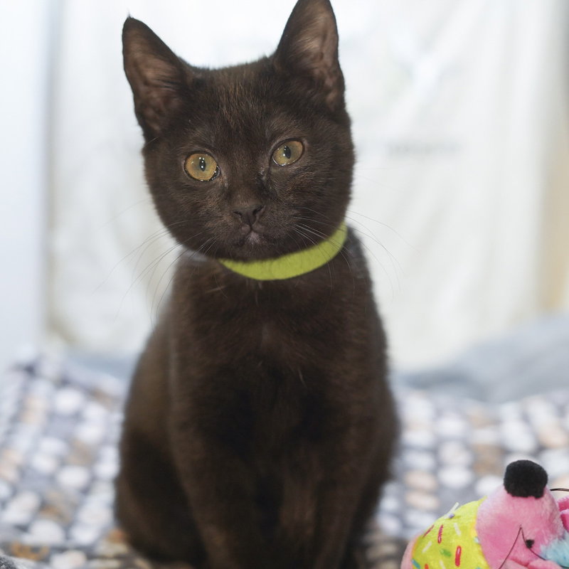 Midori, a female kitten up for adoption