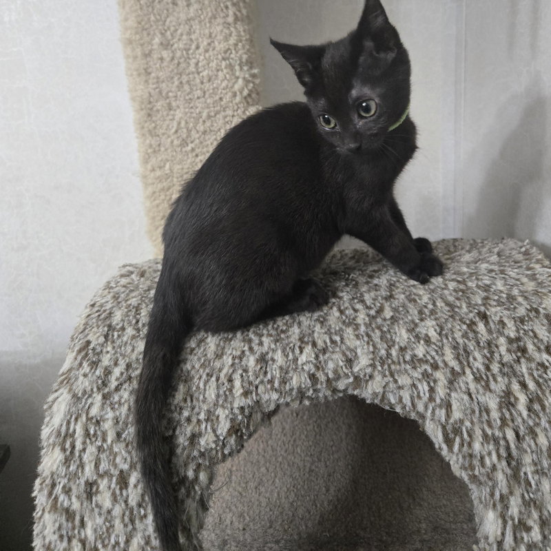 Midori, photo 4