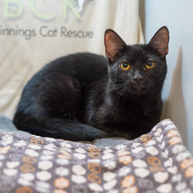 Notte, a female kitten up for adoption