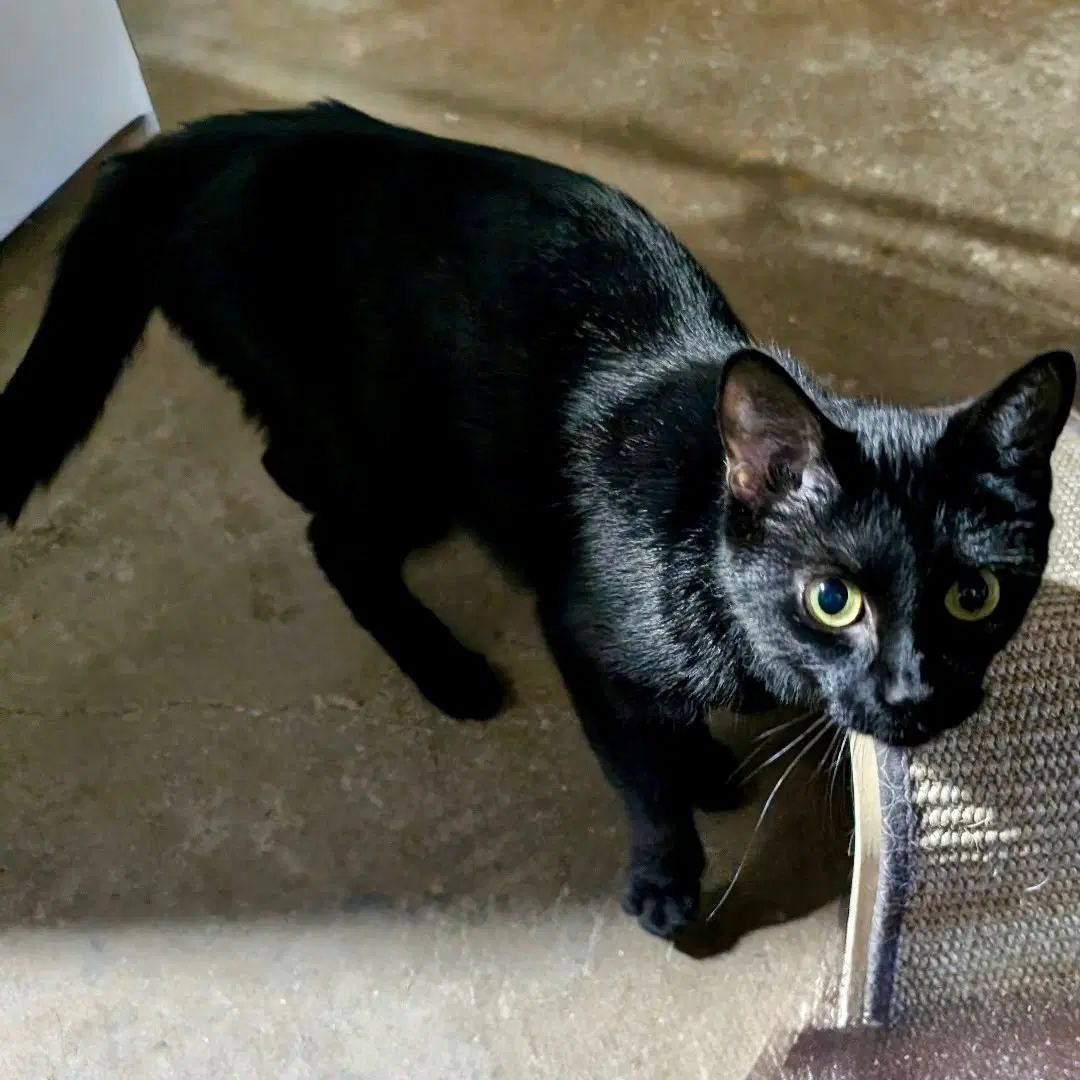 Candy - Domestic Short Hair