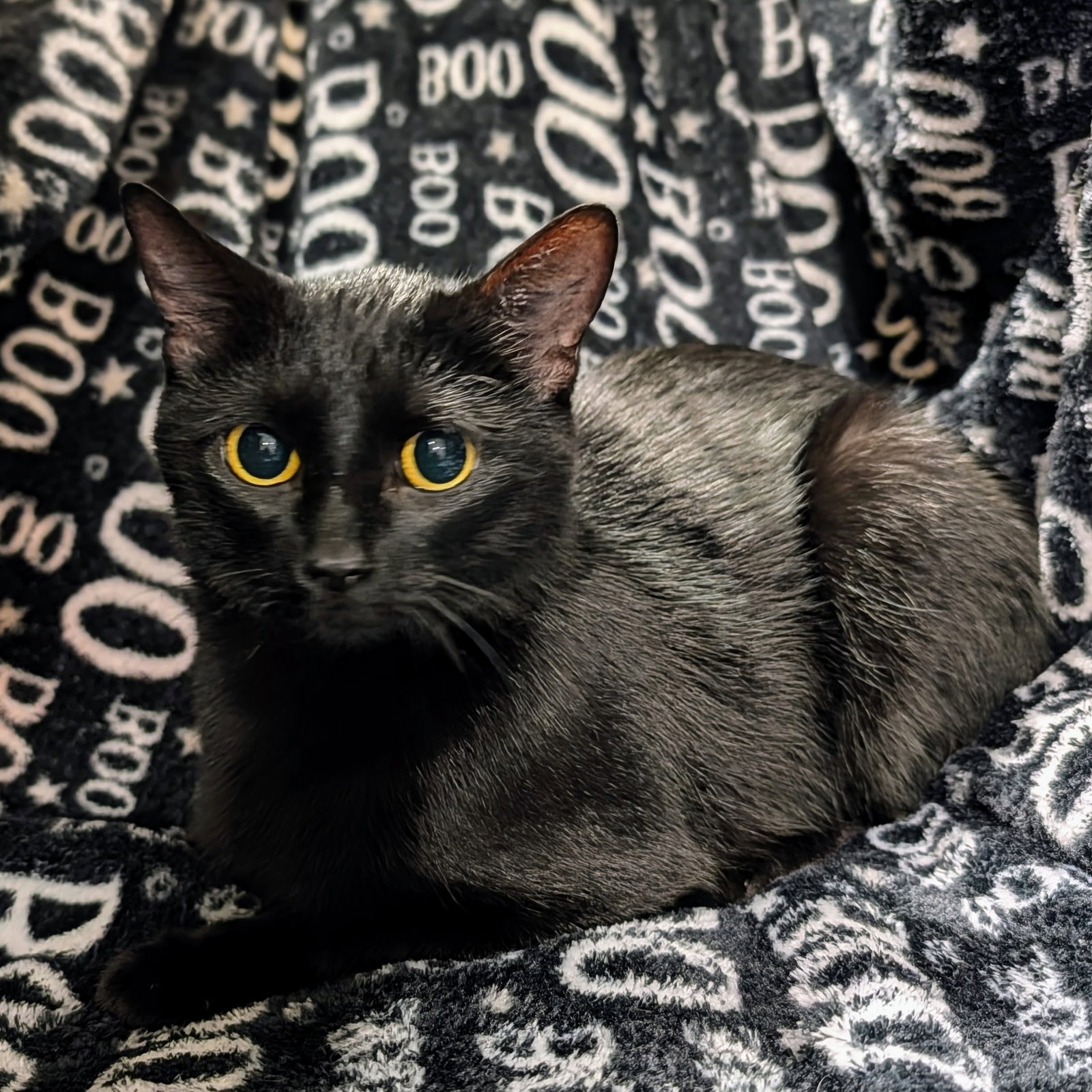 Candy