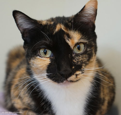 Gretchen, Adult Domestic Short Hair (short coat), cat for adoption in Marana, Arizona