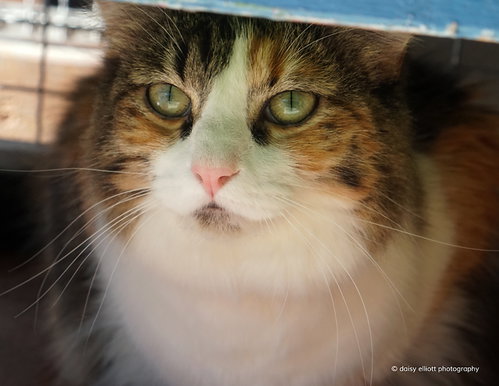 Photo 2 of Tarah