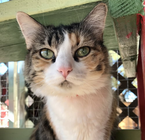 Tarah, Adult Domestic Medium Hair, cat for adoption in Marana, Arizona
