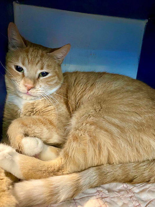 Creamsickle, Adult Domestic Short Hair (short coat), cat for adoption in Marana, Arizona