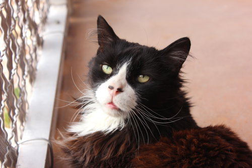 Duncan, Adult Domestic Long Hair (long coat), cat for adoption in Marana, Arizona