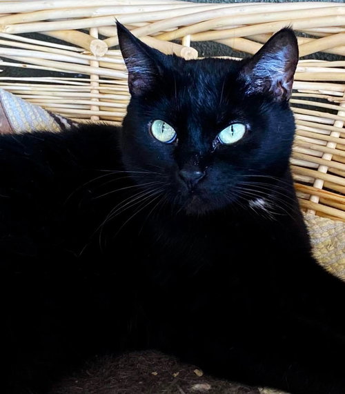 Fabiana, Adult Domestic Short Hair (short coat), cat for adoption in Marana, Arizona