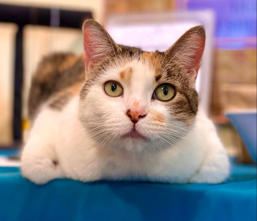 Lavelle, Adult Domestic Short Hair, cat for adoption in Marana, Arizona