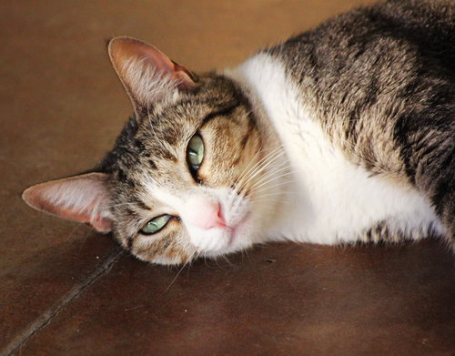 Castle, Adult Domestic Short Hair (short coat), cat for adoption in Marana, Arizona