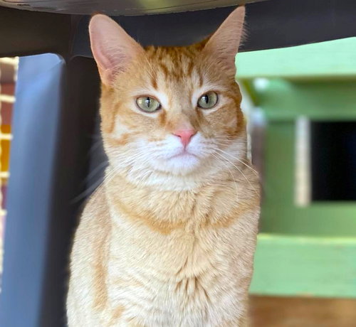 Diem, Adult Domestic Short Hair (short coat), cat for adoption in Marana, Arizona