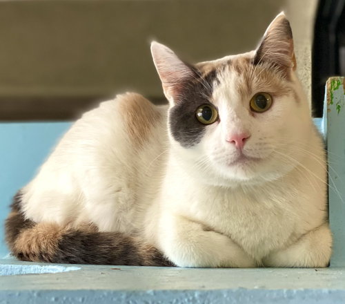 Tempo, Adult Domestic Short Hair (short coat), cat for adoption in Marana, Arizona