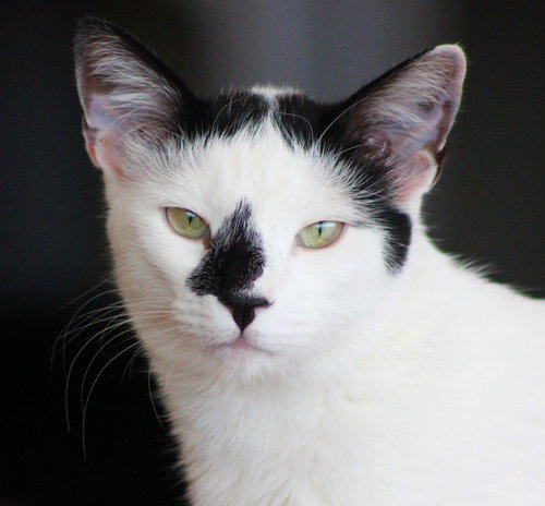 Luwak, Adult Domestic Short Hair (short coat), cat for adoption in Marana, Arizona