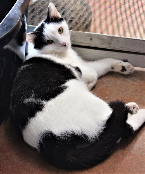 Excelsa, Adult Domestic Short Hair (short coat), cat for adoption in Marana, Arizona