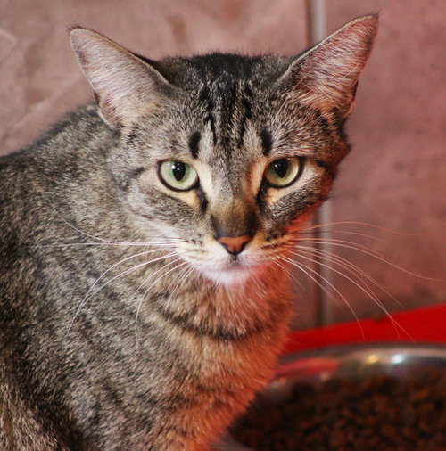 Kickstart, Adult Domestic Short Hair (short coat), cat for adoption in Marana, Arizona