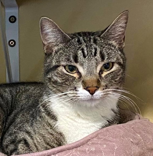 Monster, Adult Domestic Short Hair (short coat), cat for adoption in Marana, Arizona