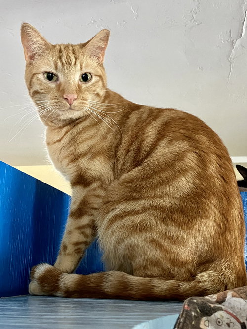 Nindara, Adult Domestic Short Hair (short coat), cat for adoption in Marana, Arizona