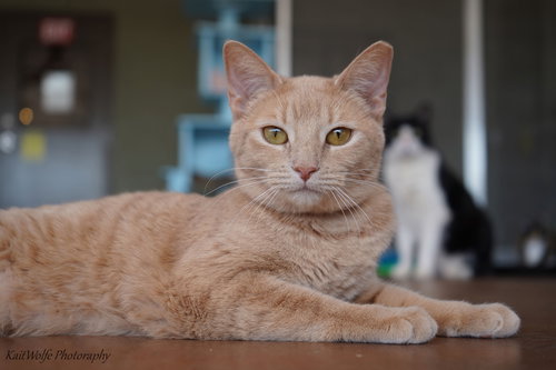 Ninshe, Adult Domestic Short Hair (short coat), cat for adoption in Marana, Arizona