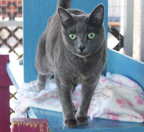 Wunka, Young Domestic Short Hair, cat for adoption in Marana, Arizona