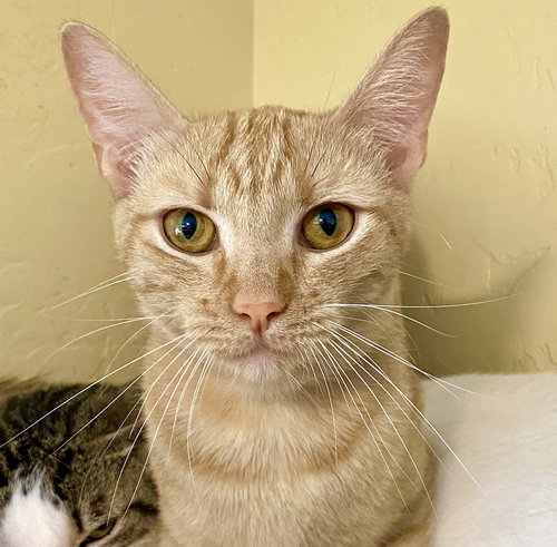 Raya, Young Domestic Short Hair (short coat), cat for adoption in Marana, Arizona
