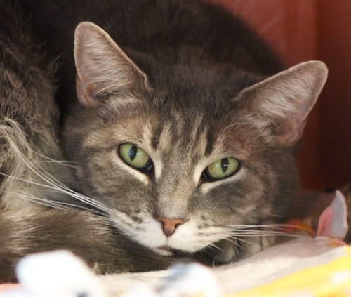 Ryder, Adult Domestic Short Hair, cat for adoption in Marana, Arizona