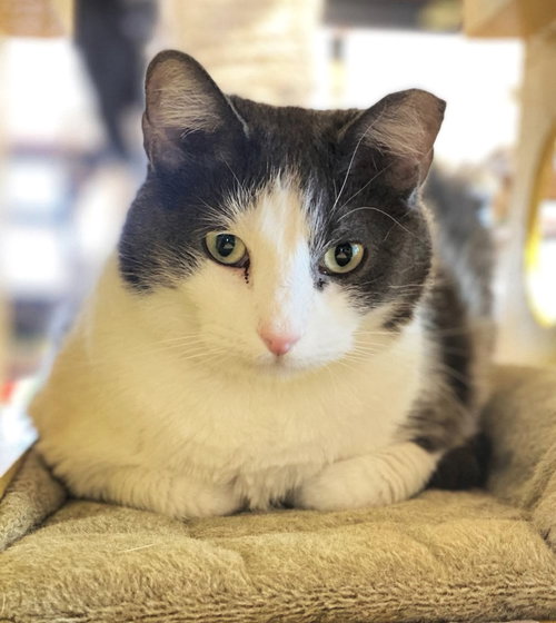 Staedmon, Adult Domestic Short Hair (short coat), cat for adoption in Marana, Arizona