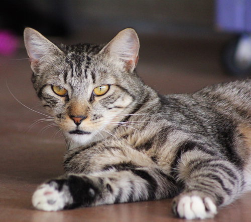 Chopper, Adult Domestic Short Hair (short coat), cat for adoption in Marana, Arizona