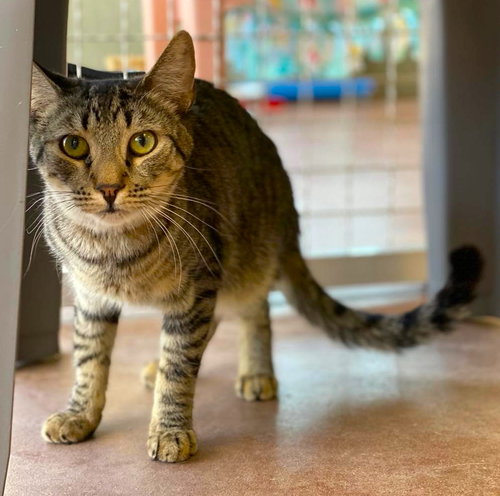 Nami, Adult Domestic Short Hair (short coat), cat for adoption in Marana, Arizona