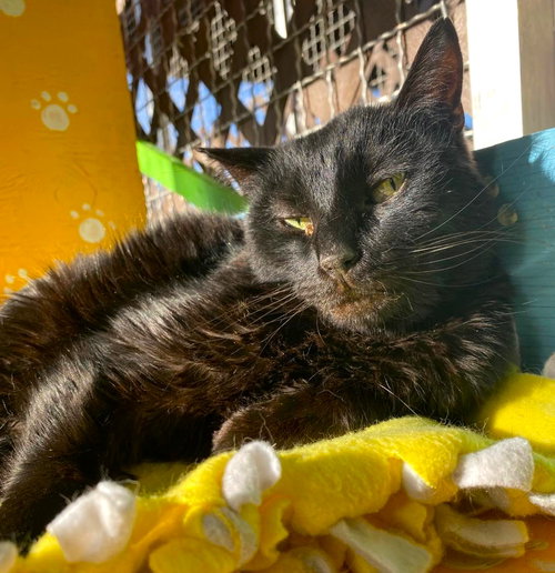 Dayne, Senior Domestic Short Hair (short coat), cat for adoption in Marana, Arizona