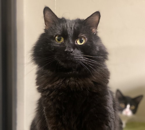 Jiren, Adult Domestic Medium Hair (medium coat), cat for adoption in Marana, Arizona