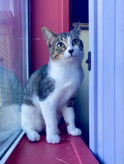 Photo 3 of Jellybean