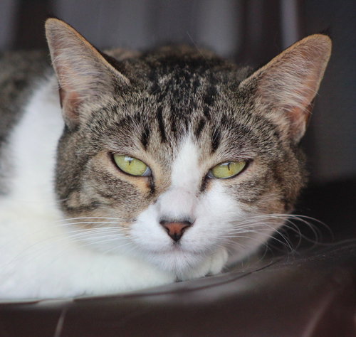 Jellybean, Young Domestic Short Hair (short coat), cat for adoption in Marana, Arizona