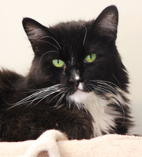 Lira, Senior Domestic Long Hair / Mixed (long coat), cat for adoption in Marana, Arizona