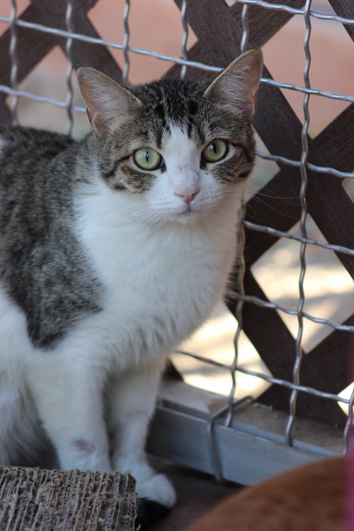 Fossa, Young Domestic Short Hair (short coat), cat for adoption in Marana, Arizona