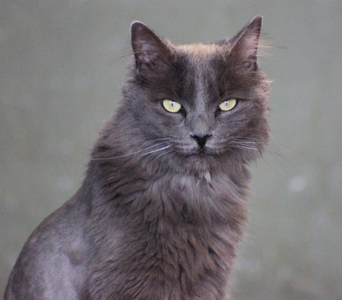 Hubbard, Adult Domestic Long Hair (long coat), cat for adoption in Marana, Arizona