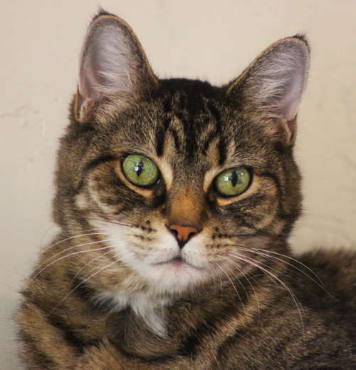 Hercomer, Adult Domestic Short Hair (short coat), cat for adoption in Marana, Arizona