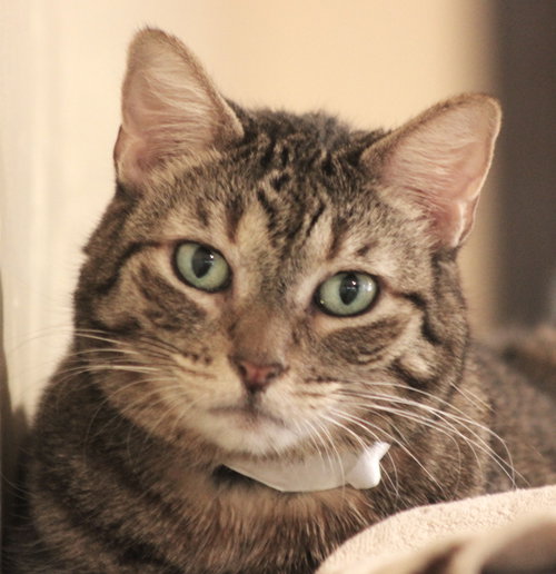 Liger, Senior Domestic Short Hair (short coat), cat for adoption in Marana, Arizona