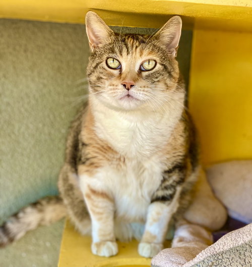 Baby, Senior Domestic Short Hair / Mixed (short coat), cat for adoption in Marana, Arizona