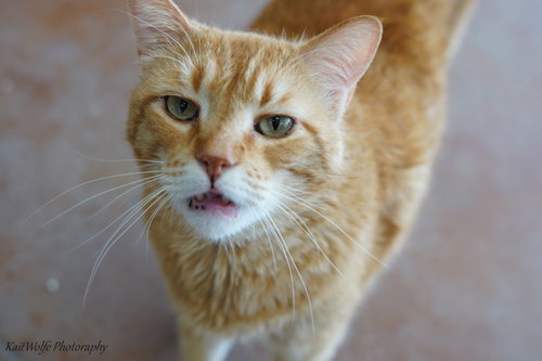Photo 3 of Mr. Orange