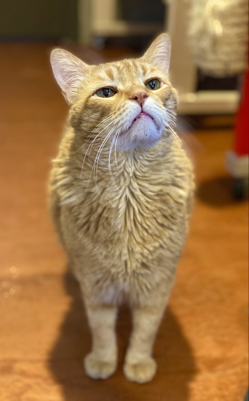 Photo 4 of Mr. Orange