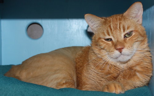 Photo 6 of Mr. Orange