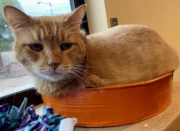 Mr. Orange